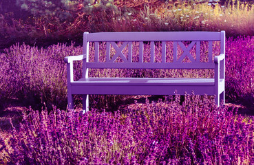 bench in the lavender 