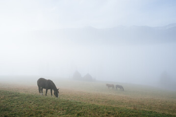 Horse in a pasture on a mountain meadow in the fog