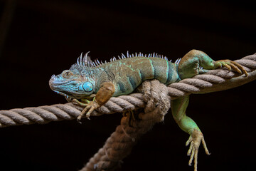 Groene leguaan op touw