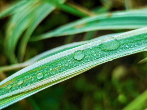 Green fresh leafs with water drops
