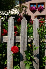 wooden small fence with red  flowers