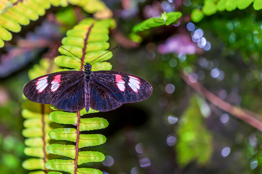 Butterfly On Leaf (Heliconius Melpomene)