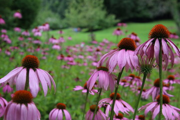 purples flowers in the garden