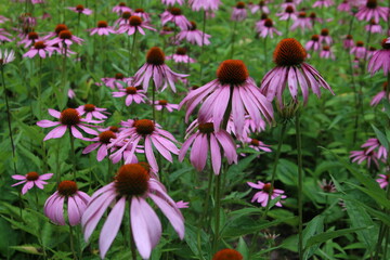 Echinacea purpurea flowers in the garden
