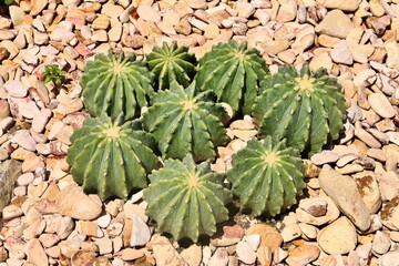 close up of a cactus