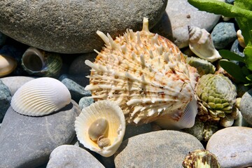 seashells on the beach