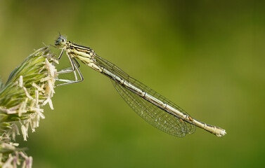 dragonfly resting on a leaf