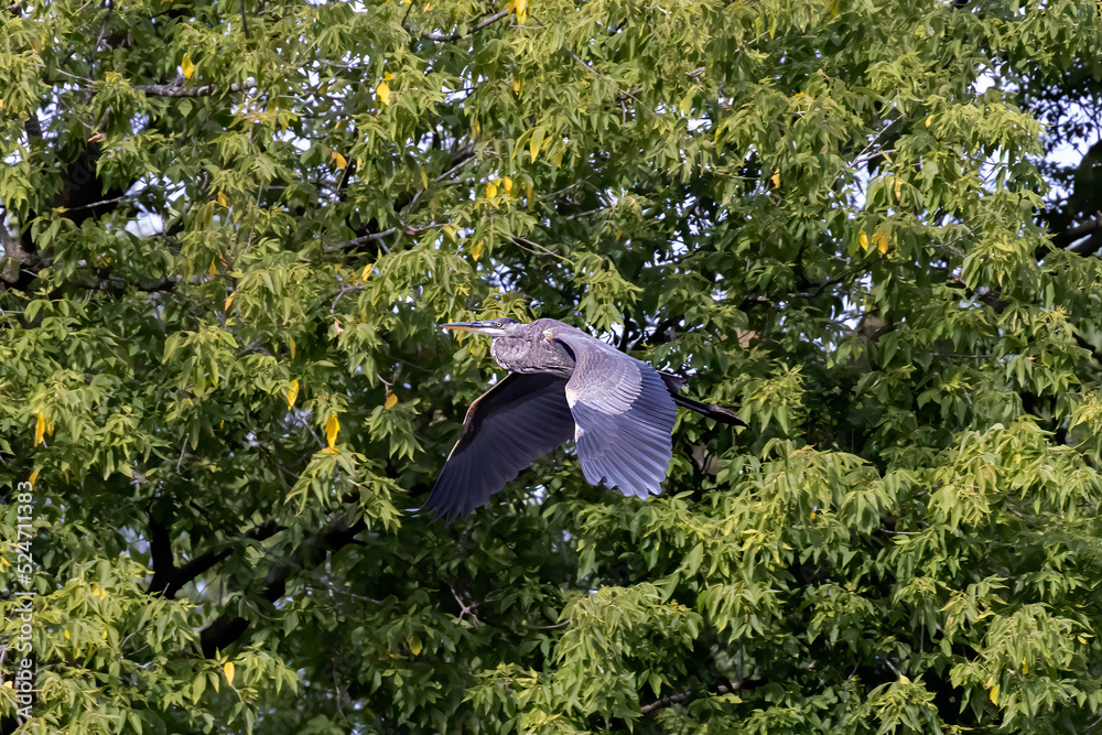 Sticker Great Blue Heron (Ardea herodias) in flight