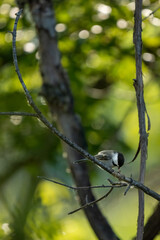 chickadee peeling the bark off a tree branch to build its nest