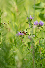 brown and red hummingbird moth eating from bee balm flowers