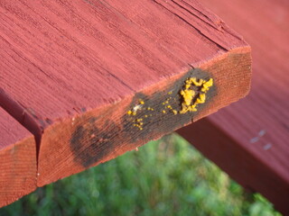 slime mold, mold on table