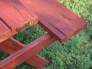 slime mold, mold on table