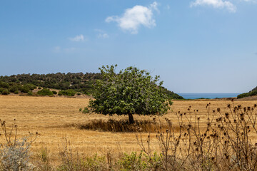 Fototapeta na wymiar A tree in a field in Northern Cyprus, with the ocean behind