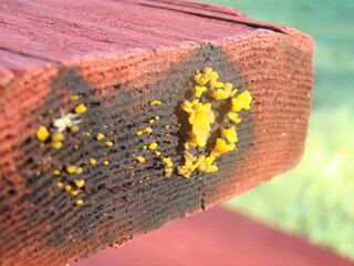 slime mold, mold on table