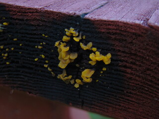 slime mold, mold on table