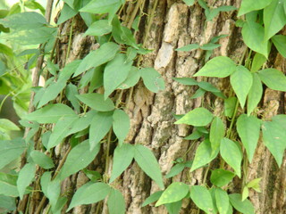 vines on tree