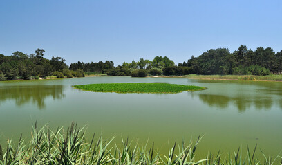 Lago  rodeado de árvores e com vegetação no centro, céu azul limpo sem nuvens
