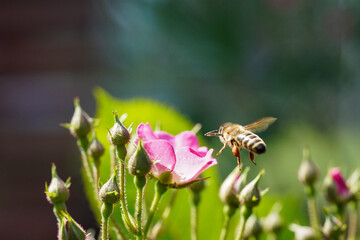 bee on a flower