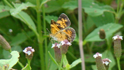 butterfly on a flower
