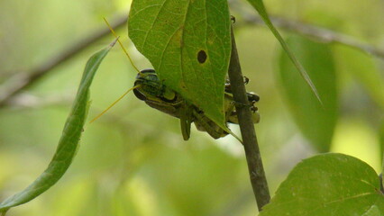 grasshopper on leaf
