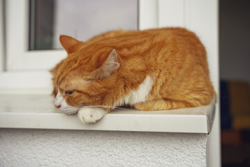Piękny rudo umaszczony kot odpoczywa na parapecie.