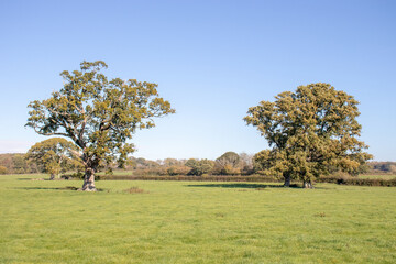 Oak trees in the meadow.