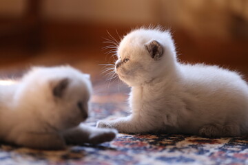 British longhair cat babies 