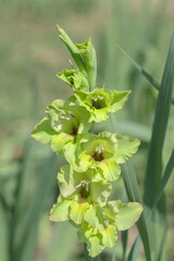 Obraz premium Poison green gladiolus blossom.