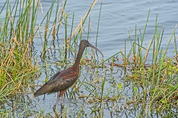 Glossy Ibis stocking prey in the wetland waters during early morning light