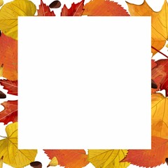 Autumn background from yellow and orange leaves and a white background for an inscription. - 524716770