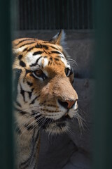 tiger in zoo