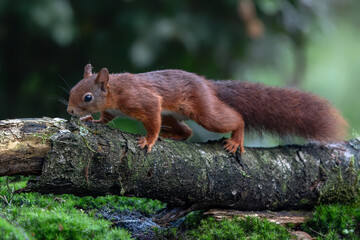 Beautiful red squirrel (Sciurus vulgaris) on a branch in the forest of Noord Brabant in the Netherlands.                                                                                  