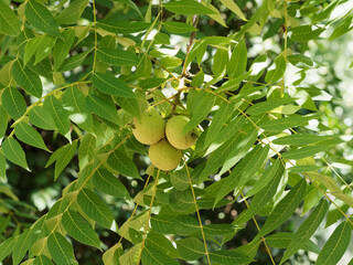 Juglans nigra |  Eastern American black walnut. Stems with pointed leaflets dark green, serrated...
