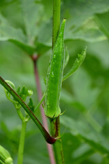 closeup the ripe green ladyfinger with leaves and plant growing in the farm soft focus natural green brown background.