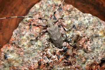 In the picture, a gray barbel beetle sits on a granite stone.