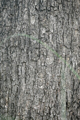 closeup the old grey brown tree soft focus natural grey brown background.