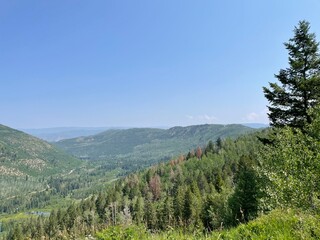 Fototapeta premium trees in the mountains