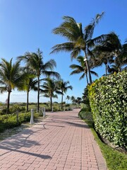 Fototapeta premium palm trees in the park