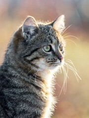 Obraz premium Young striped cat with a close look in the garden on a blurred background