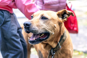 A pit bull terrier dog on a leash next to its owner