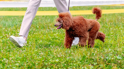 Orange poodle in the park near his mistress during a walk