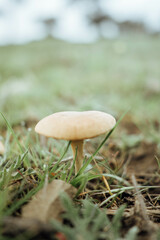 mushroom in the grass
