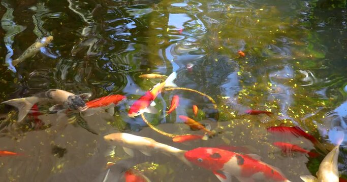 Red Japanese carps in a pond
