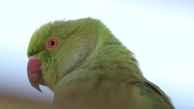 Close-up portrait the speaking green parrot