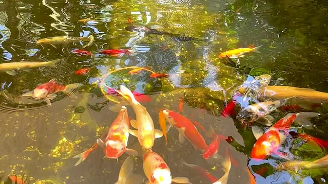 Slow motion video of red Japanese carps in a pond