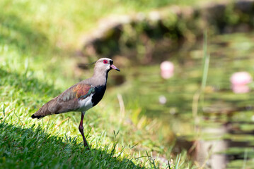 Close-up of Southern Lapwing