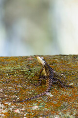 Amazon lava lizard on a tree