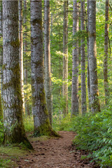 Obraz premium Forest Path Through Trees