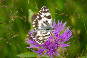 butterfly on a flower