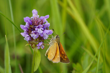 butterfly on flower